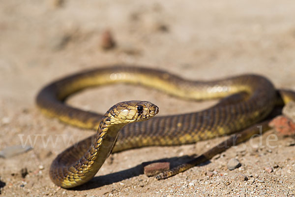 Aegyptische Kobra (Naja haje legionis)