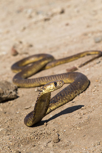 Aegyptische Kobra (Naja haje legionis)