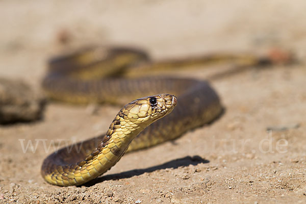 Aegyptische Kobra (Naja haje legionis)