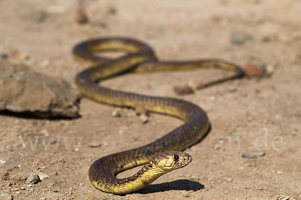 Aegyptische Kobra (Naja haje legionis)