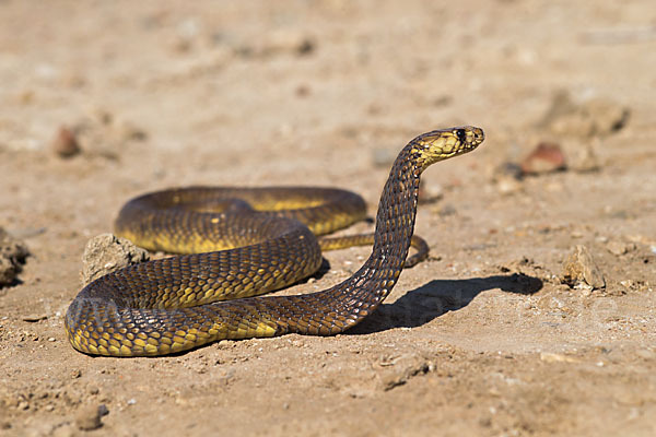 Aegyptische Kobra (Naja haje legionis)