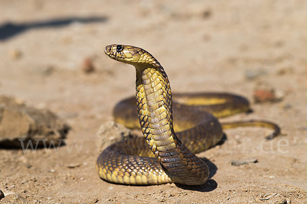 Aegyptische Kobra (Naja haje legionis)