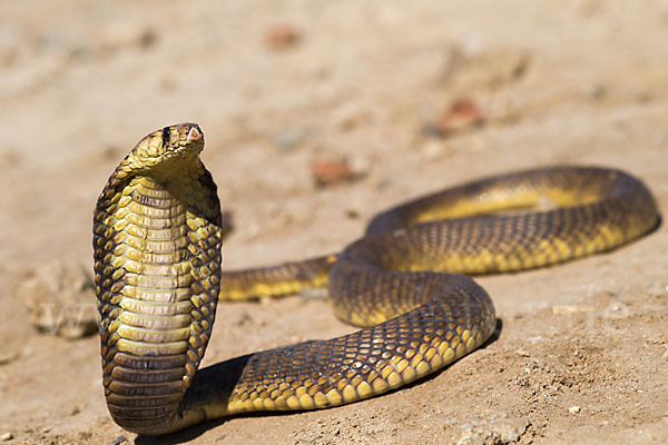 Aegyptische Kobra (Naja haje legionis)