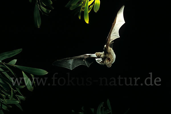 Aegyptische Schlitznasenfledermaus (Nycteris thebaica)