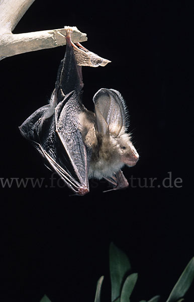 Aegyptische Schlitznasenfledermaus (Nycteris thebaica)