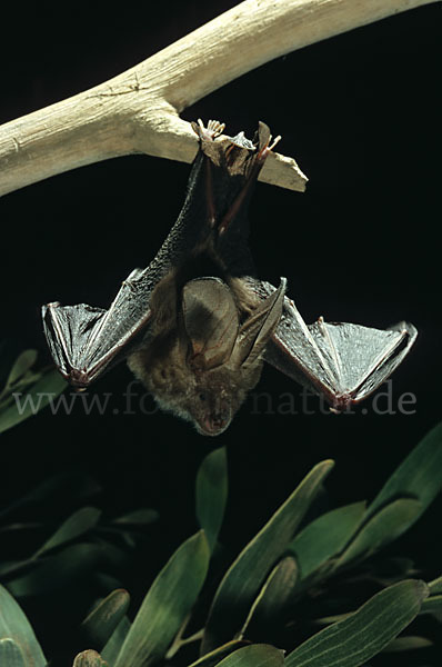 Aegyptische Schlitznasenfledermaus (Nycteris thebaica)