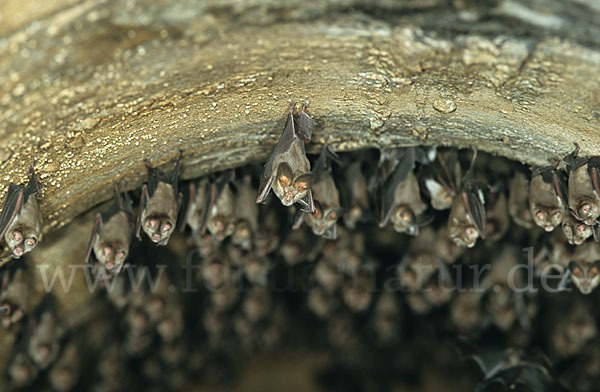 Aegyptische Schlitznasenfledermaus (Nycteris thebaica)