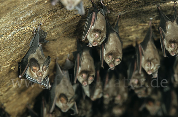 Aegyptische Schlitznasenfledermaus (Nycteris thebaica)