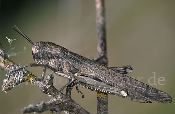 Aegyptische Wanderheuschrecke (Anacridium aegypticum)