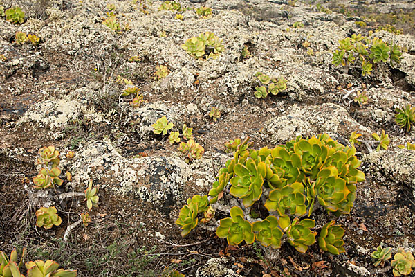 Aeonium (Aeonium spec.)