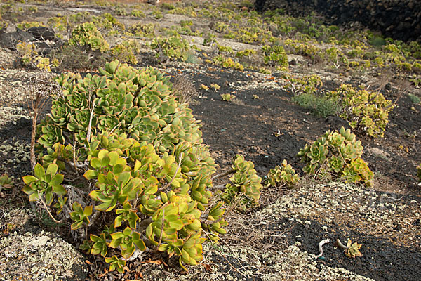 Aeonium (Aeonium spec.)