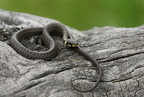 Aeskulapnatter (Zamenis longissimus)