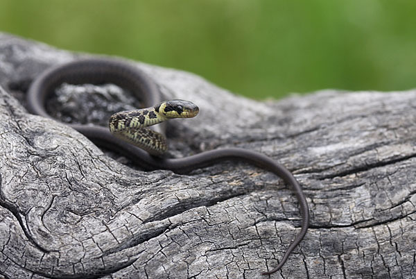 Aeskulapnatter (Zamenis longissimus)