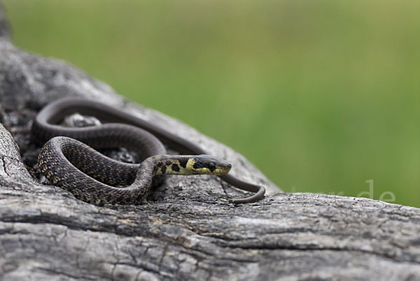 Aeskulapnatter (Zamenis longissimus)