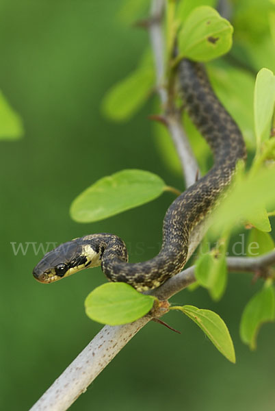 Aeskulapnatter (Zamenis longissimus)