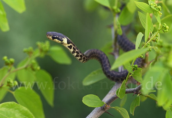 Aeskulapnatter (Zamenis longissimus)