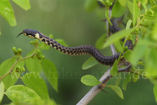 Aeskulapnatter (Zamenis longissimus)