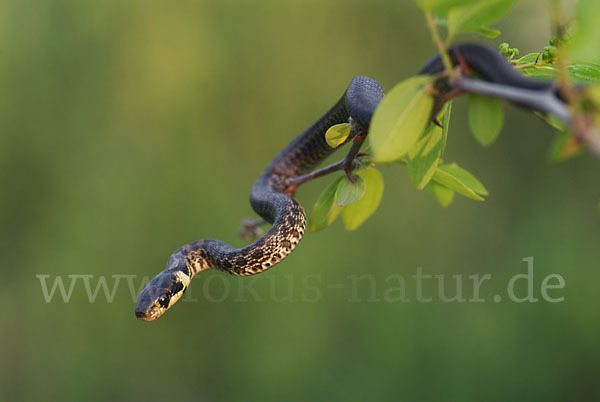 Aeskulapnatter (Zamenis longissimus)