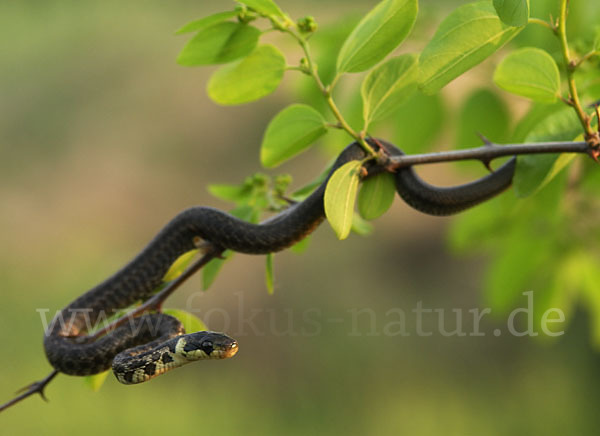 Aeskulapnatter (Zamenis longissimus)