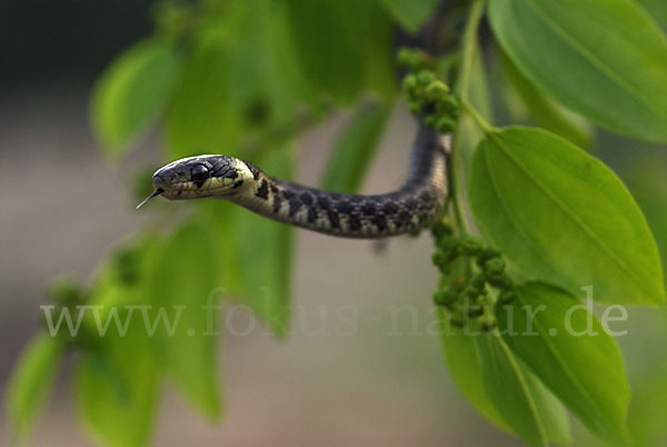 Aeskulapnatter (Zamenis longissimus)