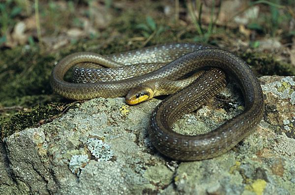 Aeskulapnatter (Zamenis longissimus)