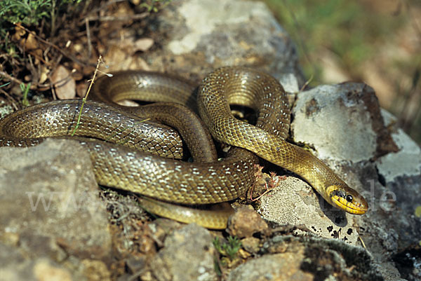 Aeskulapnatter (Zamenis longissimus)