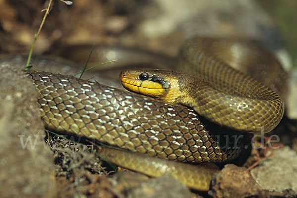 Aeskulapnatter (Zamenis longissimus)