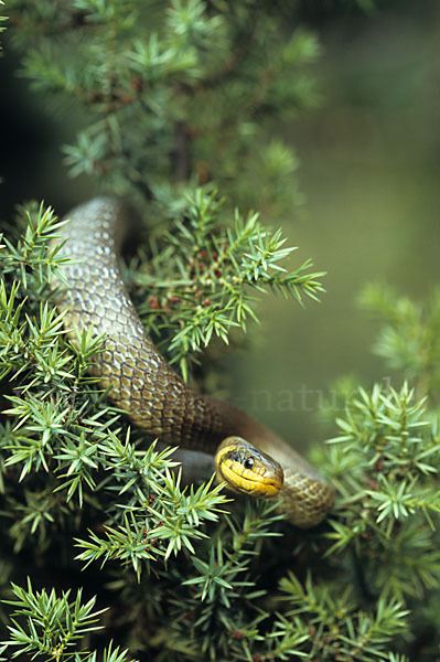 Aeskulapnatter (Zamenis longissimus)