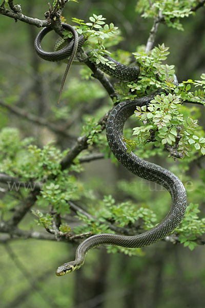 Aeskulapnatter (Zamenis longissimus)