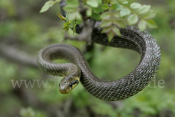 Aeskulapnatter (Zamenis longissimus)