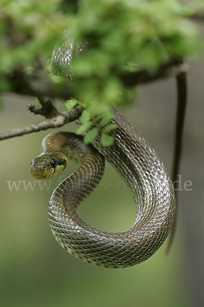 Aeskulapnatter (Zamenis longissimus)