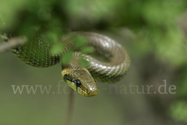 Aeskulapnatter (Zamenis longissimus)