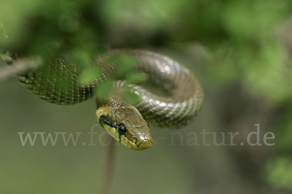 Aeskulapnatter (Zamenis longissimus)