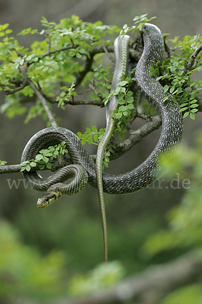 Aeskulapnatter (Zamenis longissimus)