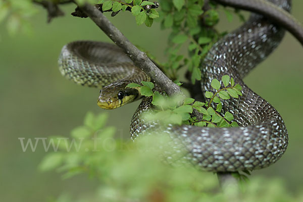 Aeskulapnatter (Zamenis longissimus)