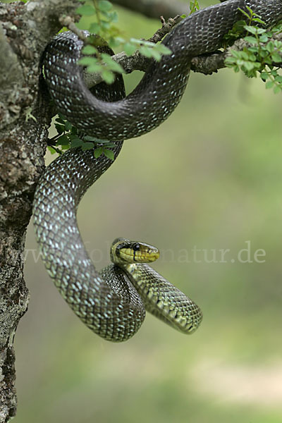 Aeskulapnatter (Zamenis longissimus)