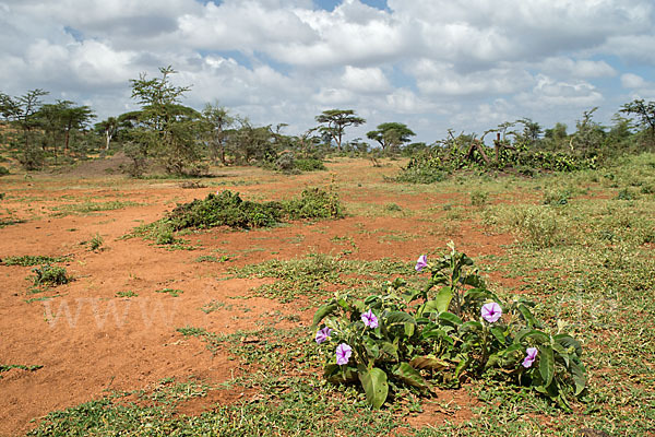 Aethiopien (Ethiopia)