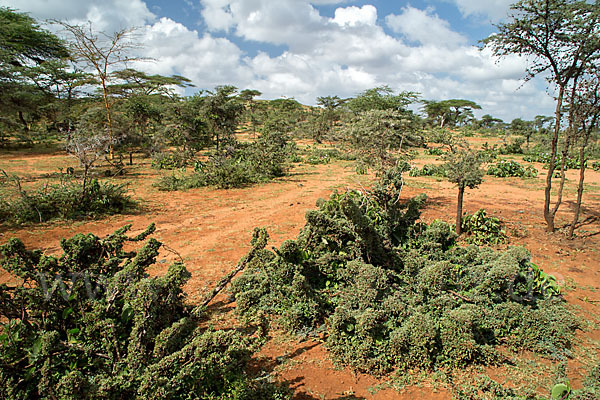 Aethiopien (Ethiopia)