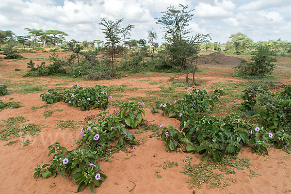 Aethiopien (Ethiopia)