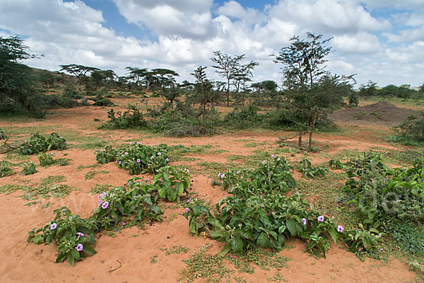 Aethiopien (Ethiopia)