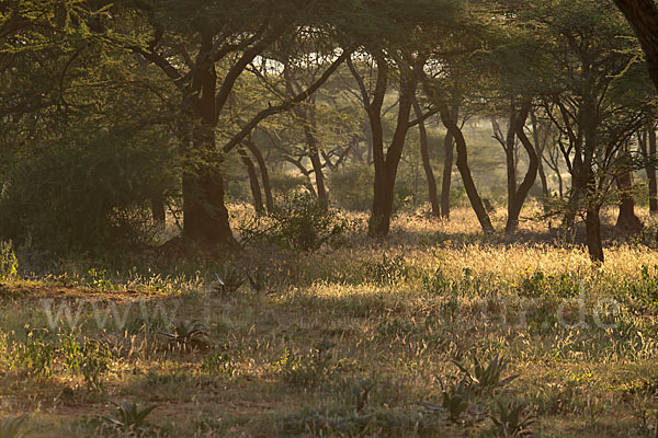 Aethiopien (Ethiopia)