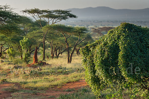 Aethiopien (Ethiopia)