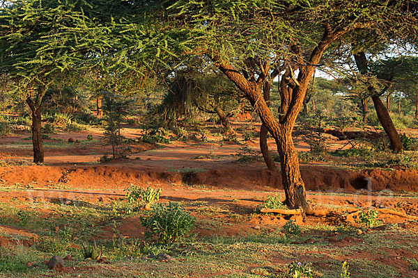 Aethiopien (Ethiopia)