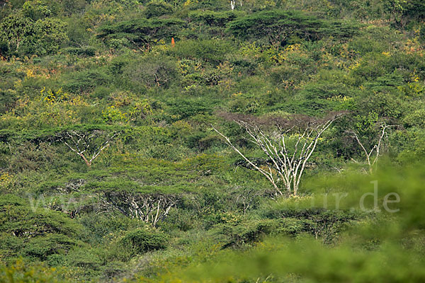 Aethiopien (Ethiopia)