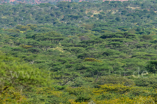 Aethiopien (Ethiopia)