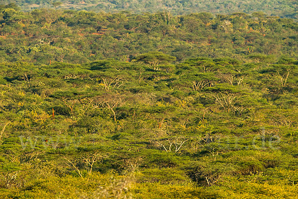 Aethiopien (Ethiopia)