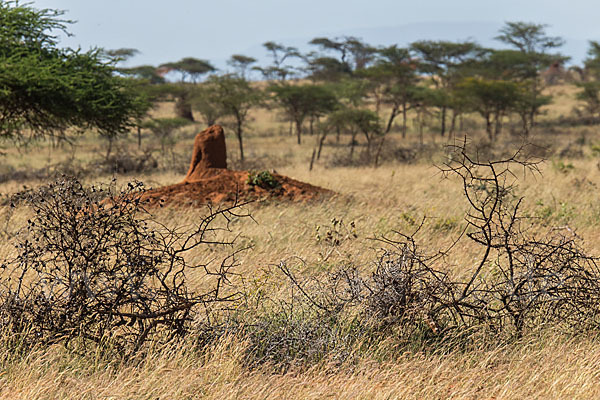 Aethiopien (Ethiopia)