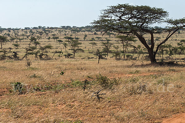 Aethiopien (Ethiopia)