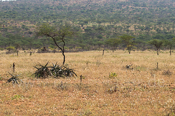 Aethiopien (Ethiopia)