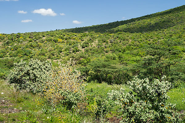 Aethiopien (Ethiopia)